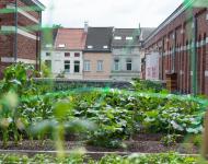 Roof Food - © Canopy Greenroofs